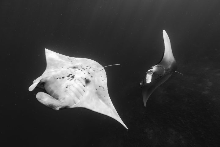 a fish swimming under water