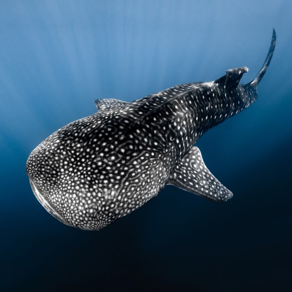 Ocean Eco Tours Whale Shark Offshore Safari Kona