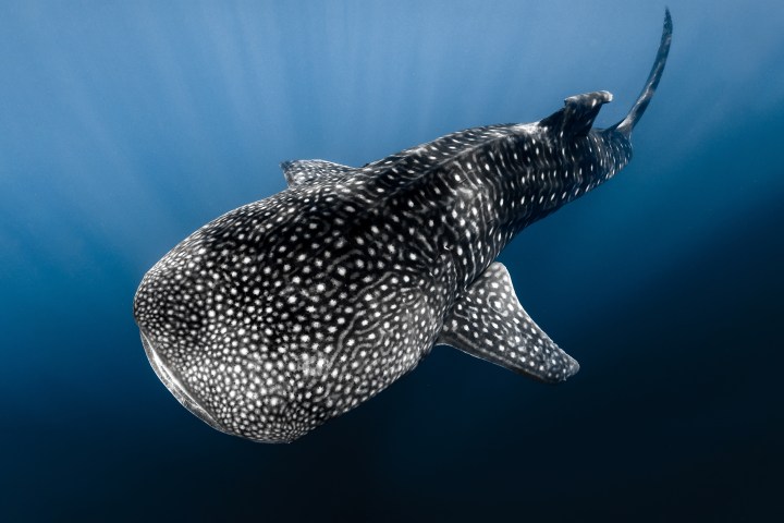 whale shark kona hawaii