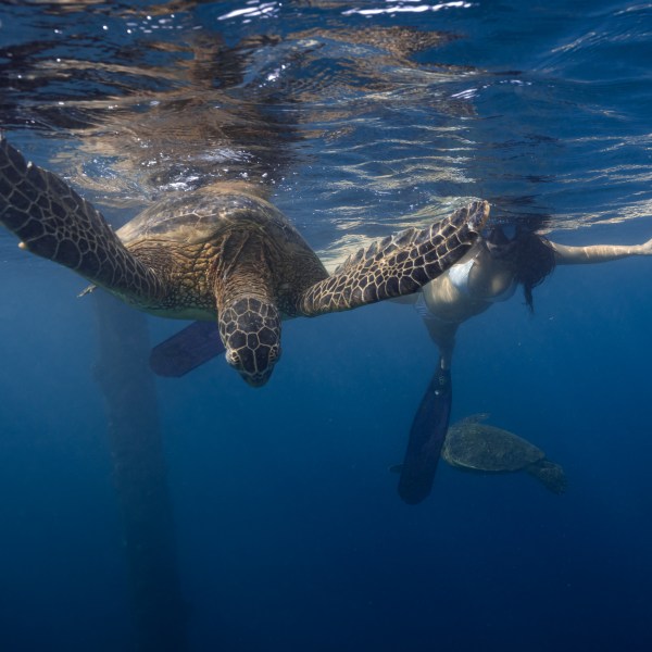 Ocean Eco Tours Turtle Offshore Safari Kona