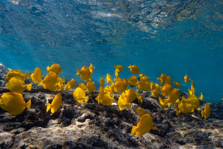 Ocean Eco Tours Kealakekua Bay Snorkel With Dolphin Watch