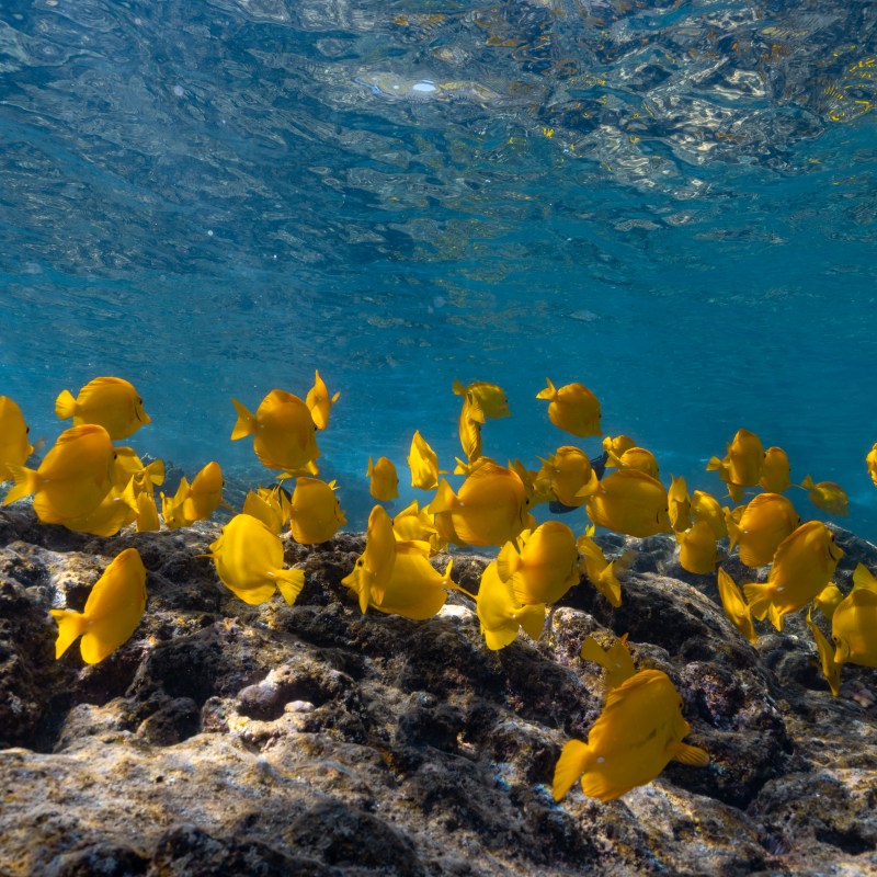 Ocean Eco Tours Kealakekua Bay Snorkel With Dolphin Watch