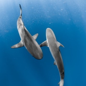 Ocean Eco Tours Shark Dive Offshore Safari Kona