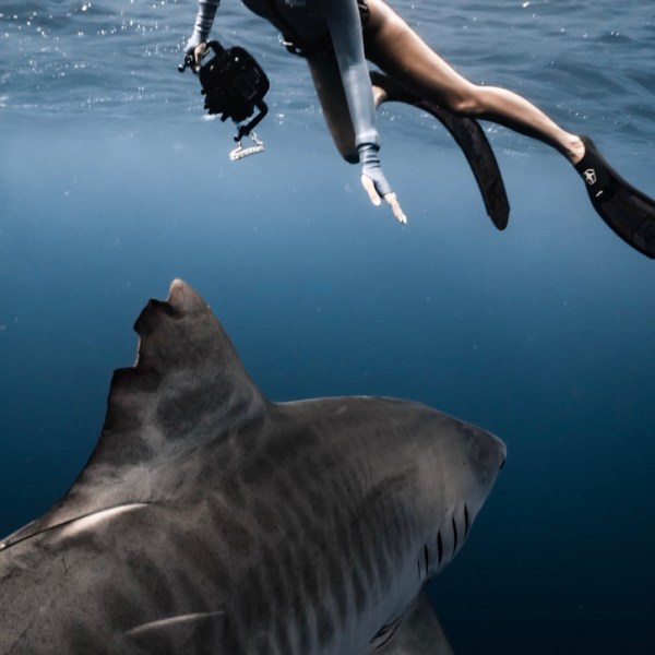 Ocean Eco Tours Shark Dive Offshore Safari Kona