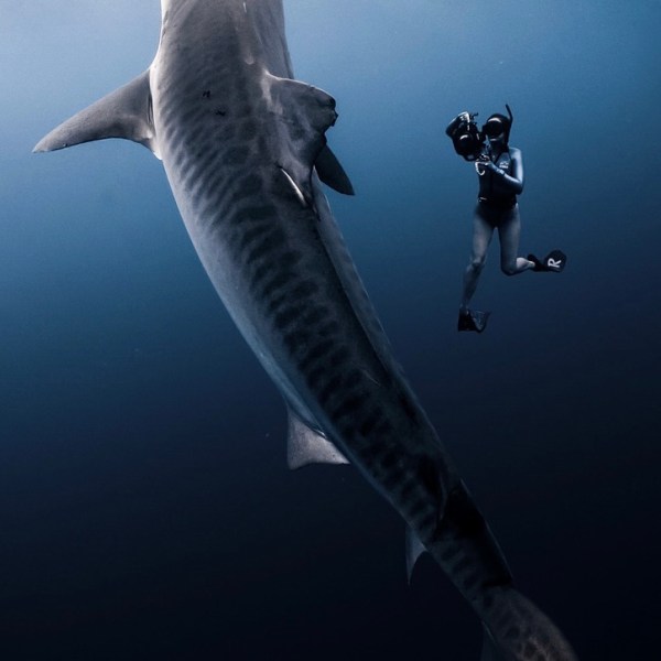 Ocean Eco Tours Shark Dive Offshore Safari Kona