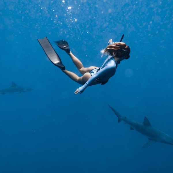 Ocean Eco Tours Shark Dive Offshore Safari Kona