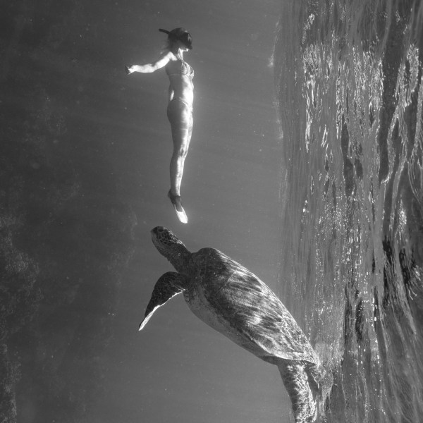 Ocean Eco Tours Offshore Safari Turtle Snorkel Tour Kona