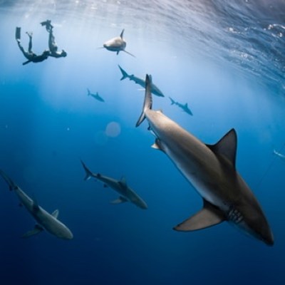 Ocean Eco Tours Shark Dive Offshore Safari Kona