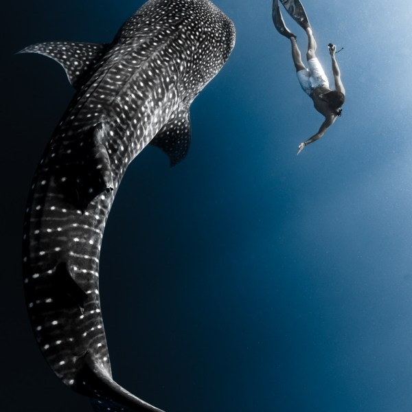 Ocean Eco Tours Whale Shark Offshoire Safari Kona