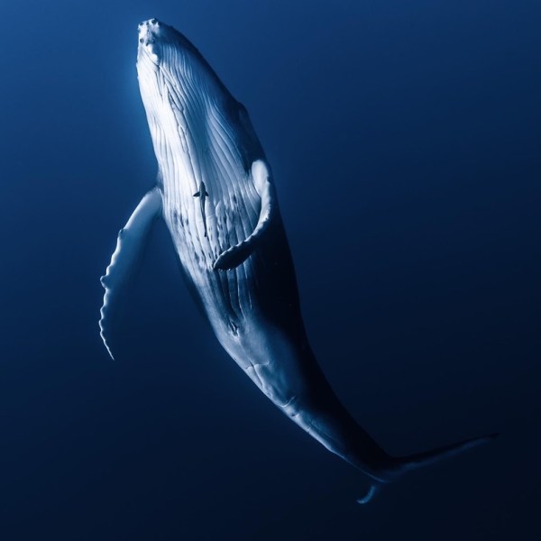 Ocean Eco Tours Humpback Whale Watch Offshore Safari Kona