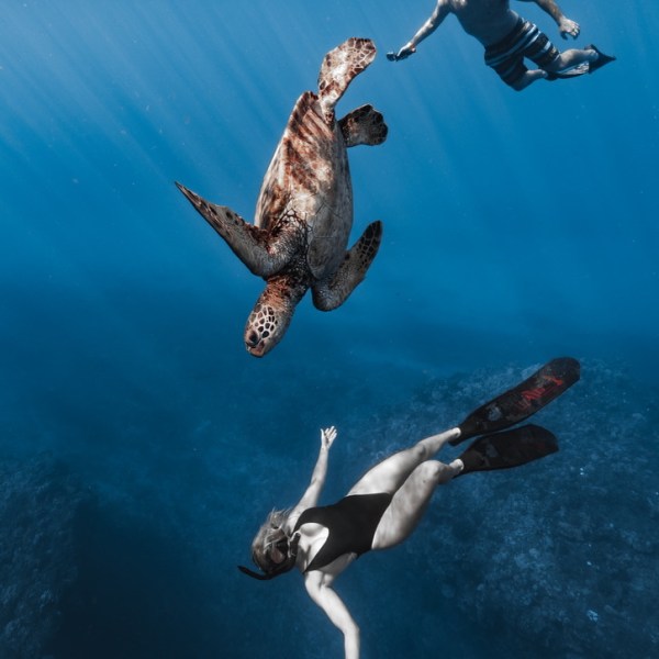 Ocean Eco Tours Offshore Safari Turtle Snorkel Tour Kona