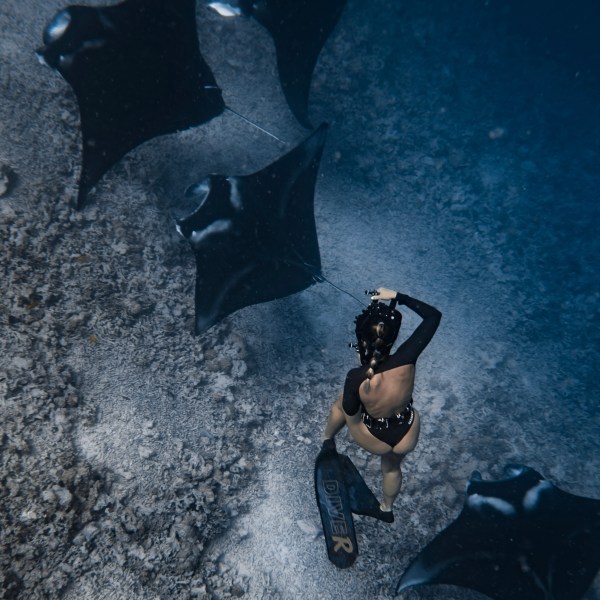 Ocean Eco Tours Manta Ray Offshore Safari Kona