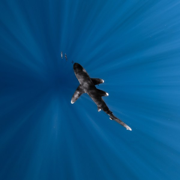 Ocean Eco Tours Shark Dive Offshore Safari Kona