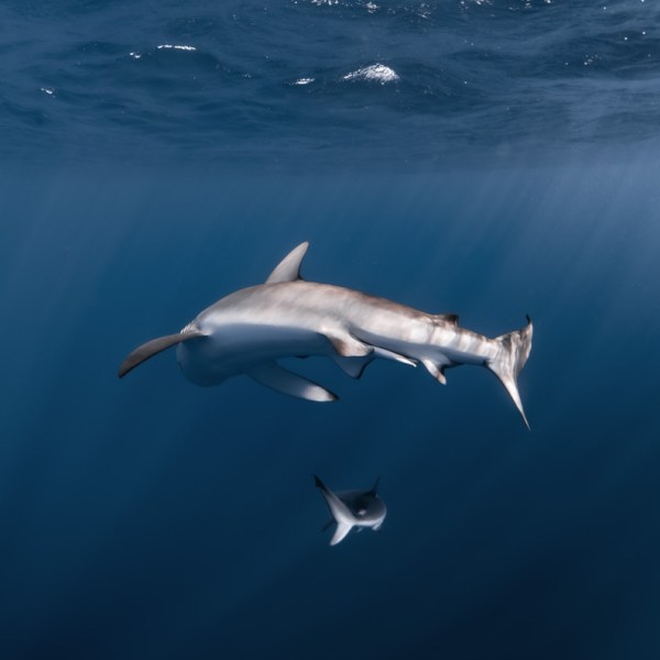 Ocean Eco Tours Shark Dive Offshore Safari Kona