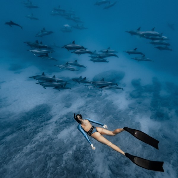 Ocean Eco Tours Dolphin Swim Offshore Safari Kona