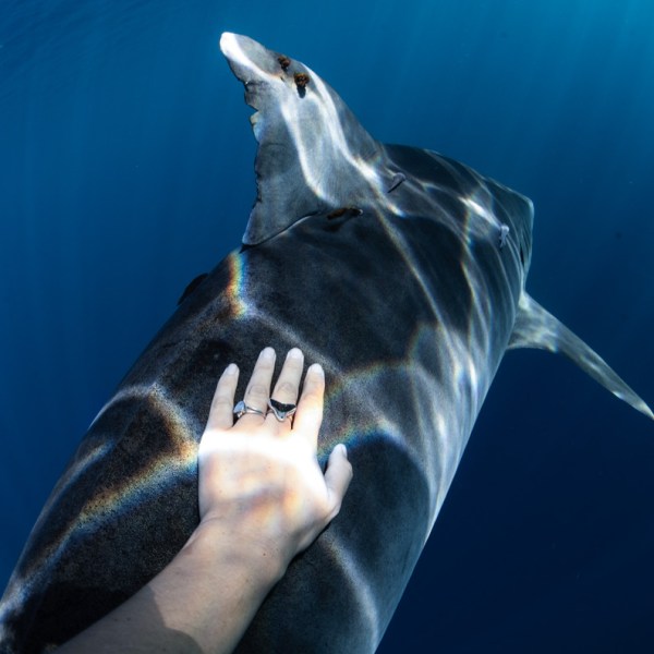 Ocean Eco Tours Shark Dive Offshore Safari Kona