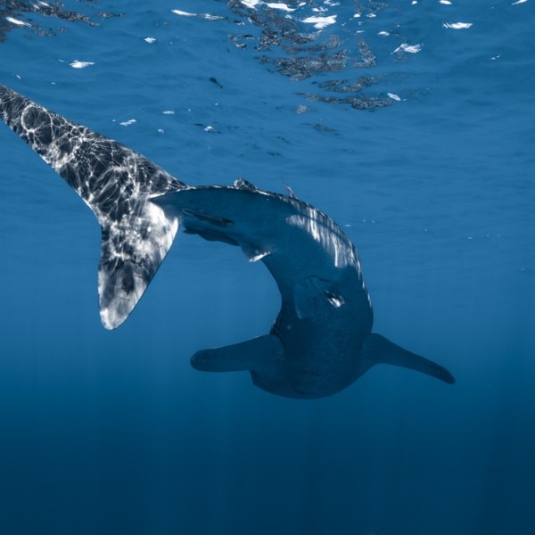 Ocean Eco Tours Shark Dive Offshore Safari Kona