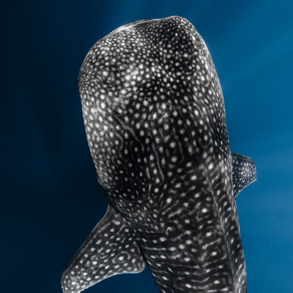 Ocean Eco Tours Shark Dive Offshore Safari Kona