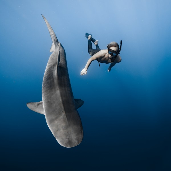 Ocean Eco Tours Shark Dive Offshore Safari Kona