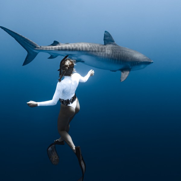 Ocean Eco Tours Shark Dive Offshore Safari Kona