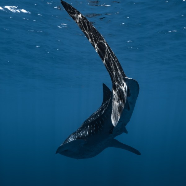 Ocean Eco Tours Whale Shark Offshore Safari Kona
