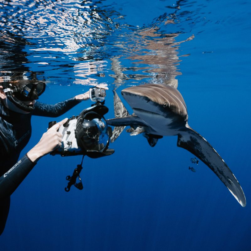 shark dve kona hawaii