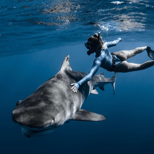 Ocean Eco Tours Shark Dive Offshore Safari Kona