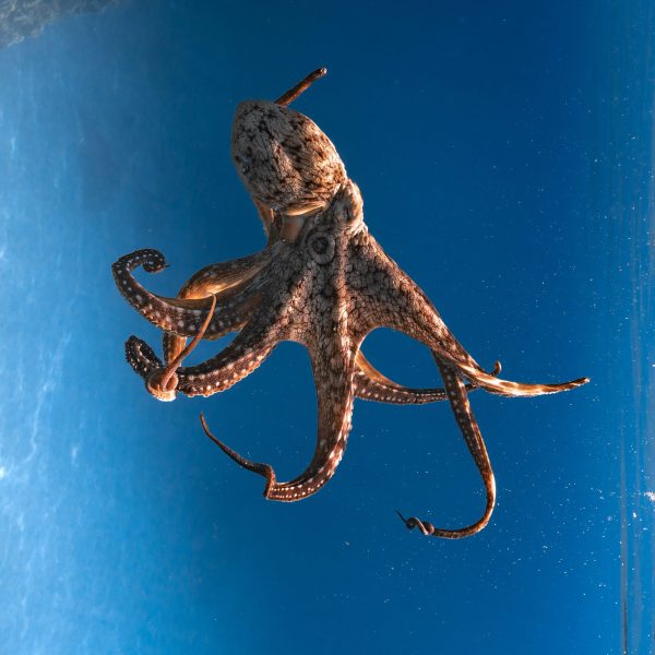 Ocean Eco Tours Octopus Offshore Safari Kona