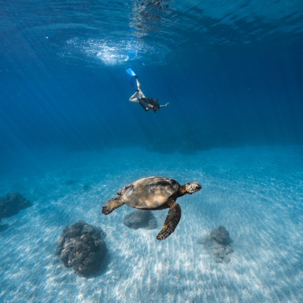 Ocean Eco Tours Turtle Snorkel Offshore Safari Kona