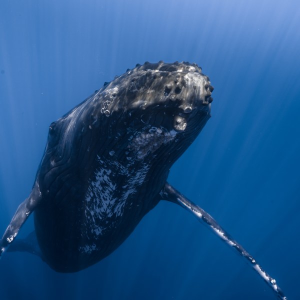 Ocean Eco Tours Humpback Whale Watch Offshore Safari Kona