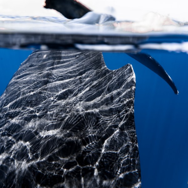 Ocean Eco Tours Humpback Whale Watch Offshore Safari Kona