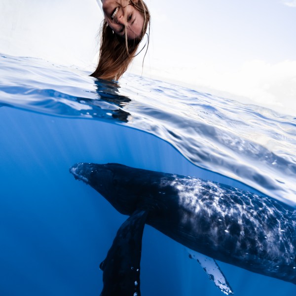 Ocean Eco Tours Humpback Whale Watch Offshore Safari Kona