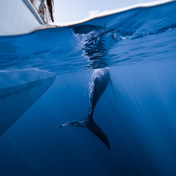 Ocean Eco Tours Humpback Whale Watch Offshore Safari Kona