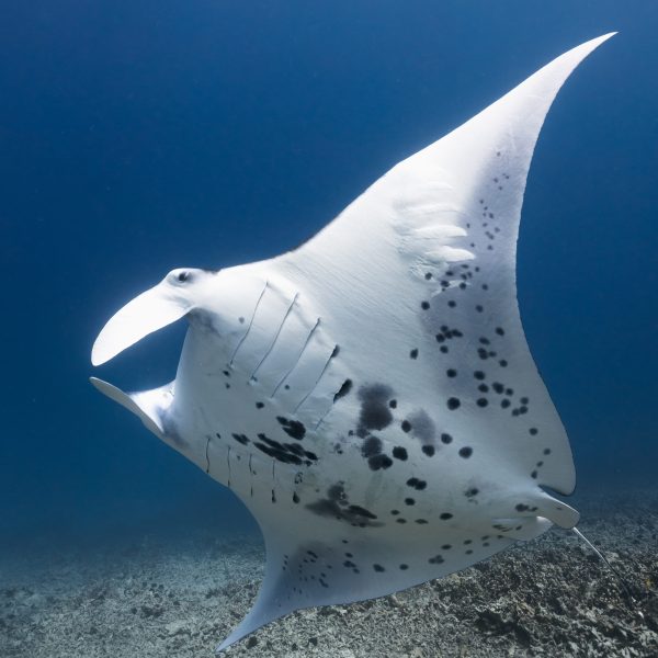 Ocean Eco Tours Manta Ray Offshore Safari Kona