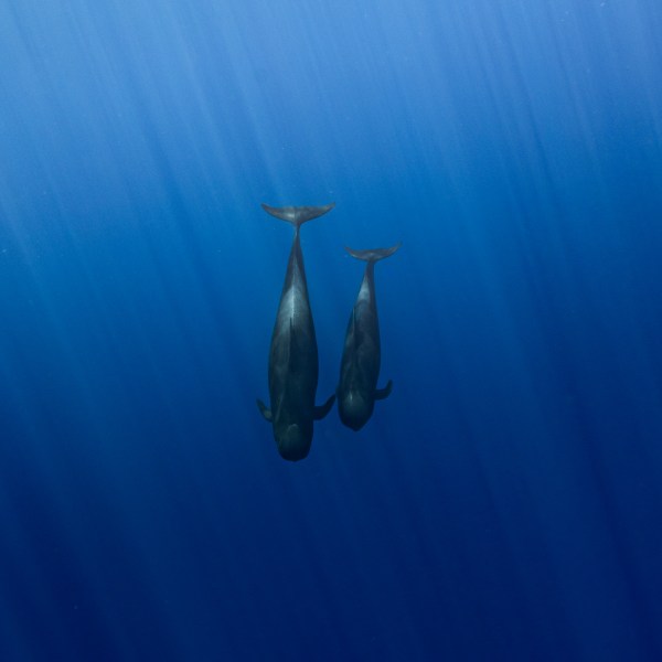 Ocean Eco Tours Shark Dive Offshore Safari Kona