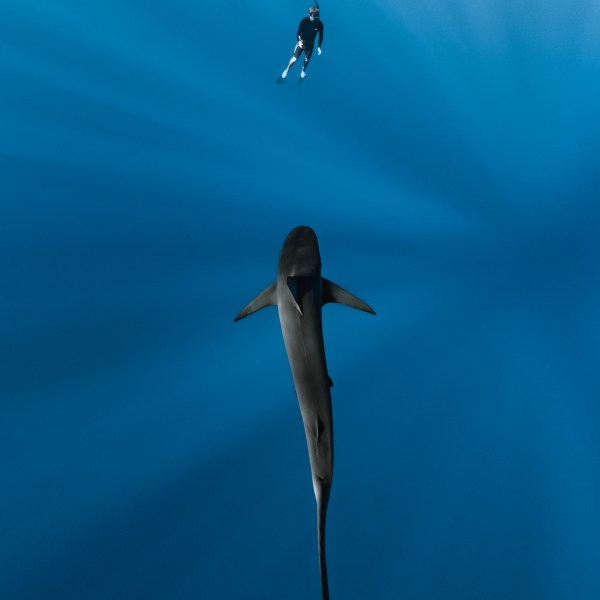 Ocean Eco Tours Shark Dive Offshore Safari Kona