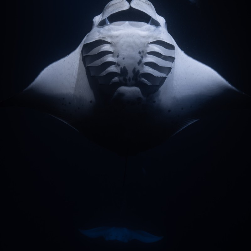 night manta ray snorkel kona hawaii