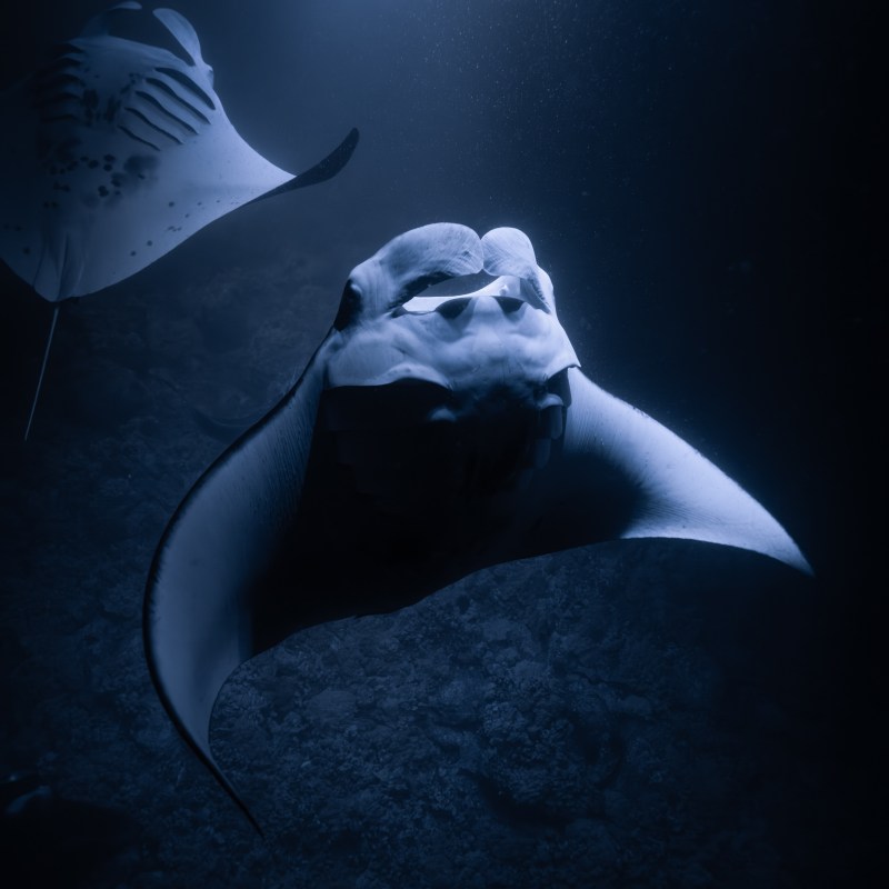 night manta ray snorkel kona hawaii
