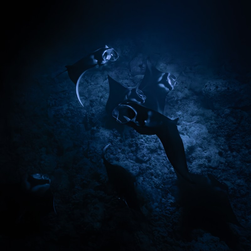 night manta ray snorkel kona hawaii